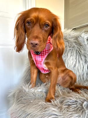 Mabel - @tartanandtails