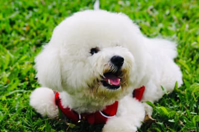 Casper - @casperthefluffycloud