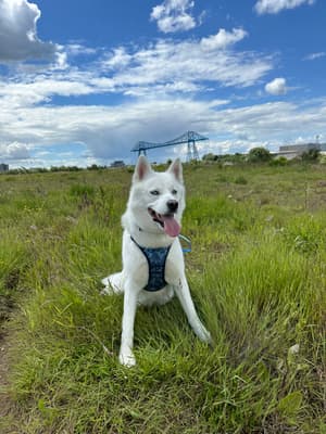 Loki - @loki-thehuskyofmischief