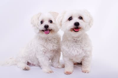Oscar and Milly - @2-old-pups