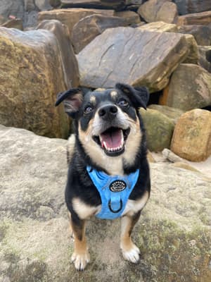 Stitch - @stitchypoo626