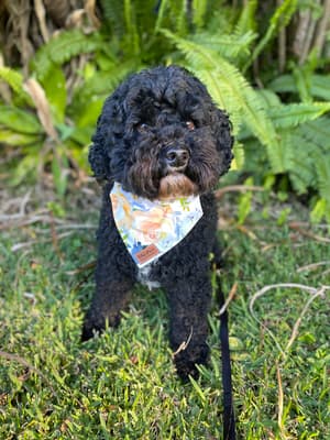 Scamp - @scampsimpson