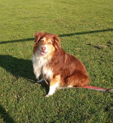 Stirling - @2politepups