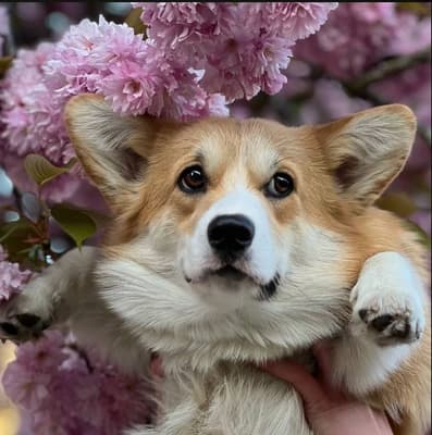 Cookie - @corgi.sweet.cookie