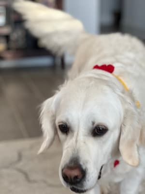 Riley - @perro-adventure