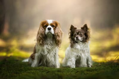 Milo and Tommy - @lifeofmiloandtommy