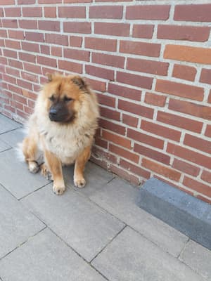 Beer - @beer-chowchow