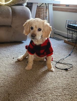 Riggs - @oschmidt89