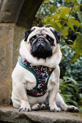 Petey - @pdwra