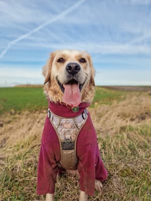 Bella - @bella-the-retriever21