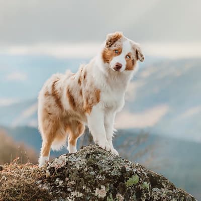 Baloo - @aussie.baloo