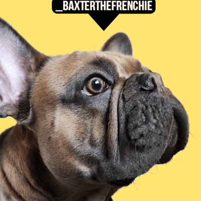 Baxter - @baxterthefrenchboy