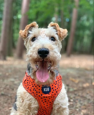 Ted - @rumpledpumpkin