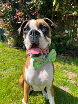 Maisy - @maisytheboxer