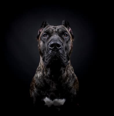 Diva - @babines-and-rescues