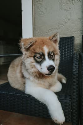 Theo - @gusthehusky