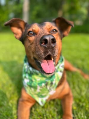 Larry - @lexlouandtailwags