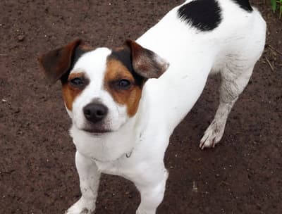 Bram - @bramandpuckjackrussell