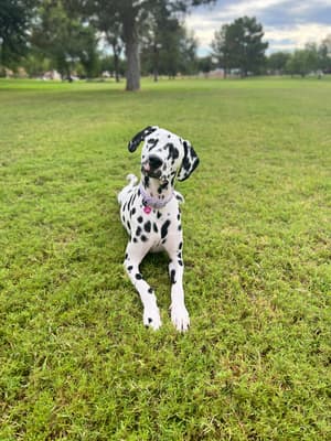 Chocolate Chip - @chip-the-dalmatian