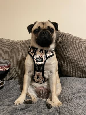 Frank - @frankthepug2023
