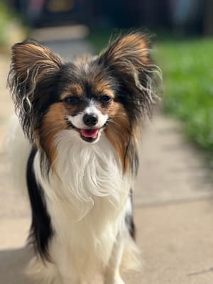 Pearl - @pearly-papillon