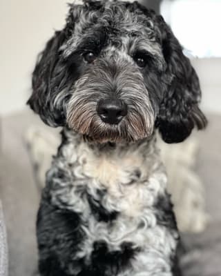 Teddy - @teddy-merle-cockapoo