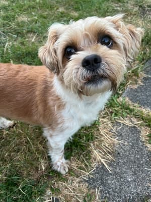 Toby - @poppyandtobyx