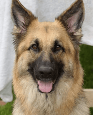 Cassie - @cassiethegermanshep