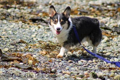 Maslow - @maslowthetrickcorgi