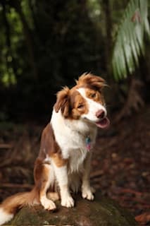 Daisy - @daiswithpop