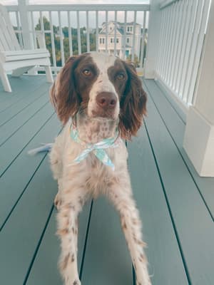 Marlie - @marliethebritter
