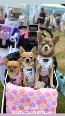 Louie, Rico,Dobby,Minnie - @chihuahuaslrdm-squad