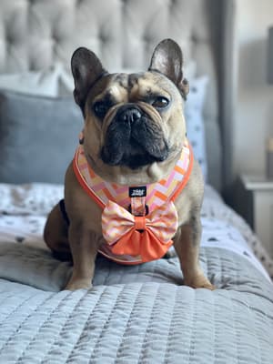 Bella - @belladaisy-frenchies