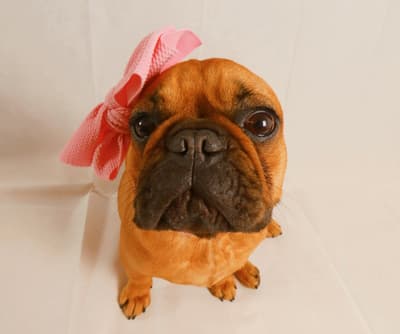 Stella Rossa - @stellarossa_thefrenchie