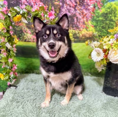 Loki - @loki_the_d0g_of_mischief