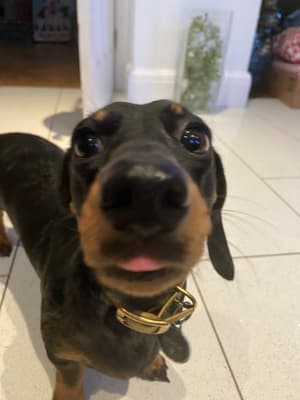Edna - @edthesausage
