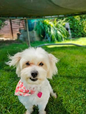 Maisie - @maisie.jacktese