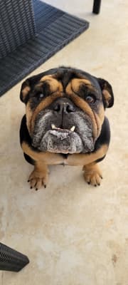 Fiona - @fiona.englishbully