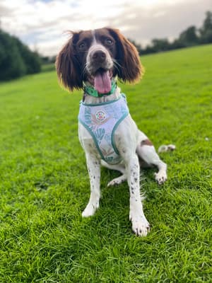 Bonnie - @bonnie-baby-thespringerspaniel