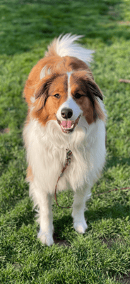 Milo - @pghmilo