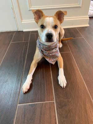 Billy - @billy_and_hachi