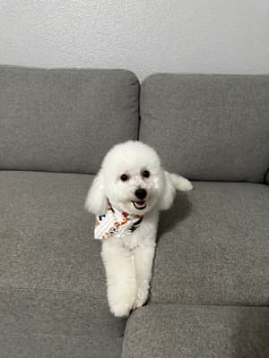 Muoi - @muoithebichon