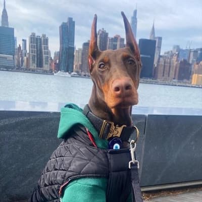 Lena - @lena-thedoberman