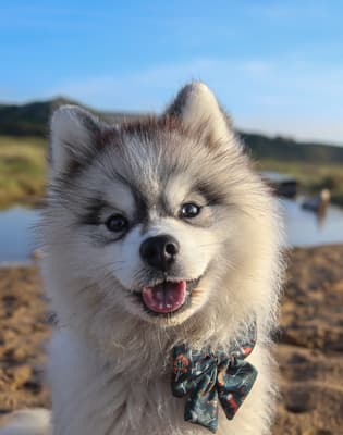 Shadow - @shadoww_the_pomsky