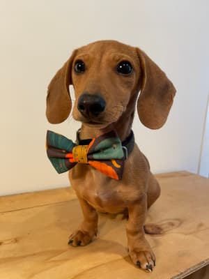 Waldo - @waldo-theminidachshund