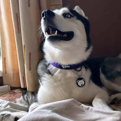 Sobs - @4magicnorthdogs