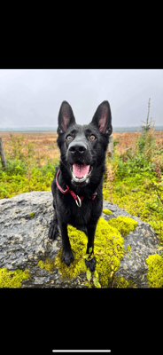 Bonnie - @bonniethegermanshep