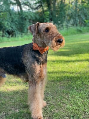 Archie - @archieairebear