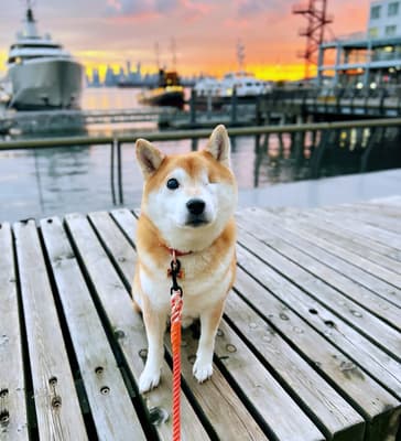 Zuko - @one.eyed.zuko