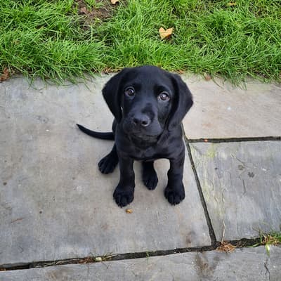 Bailey - @poppunk-pets-and-parenthood